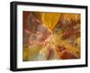 Cross-Section of Petrified Wood-Kevin Schafer-Framed Premium Photographic Print