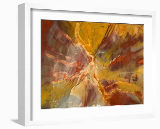 Cross-Section of Petrified Wood-Kevin Schafer-Framed Premium Photographic Print