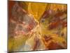 Cross-Section of Petrified Wood-Kevin Schafer-Mounted Premium Photographic Print