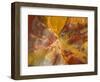 Cross-Section of Petrified Wood-Kevin Schafer-Framed Photographic Print