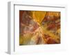 Cross-Section of Petrified Wood-Kevin Schafer-Framed Photographic Print