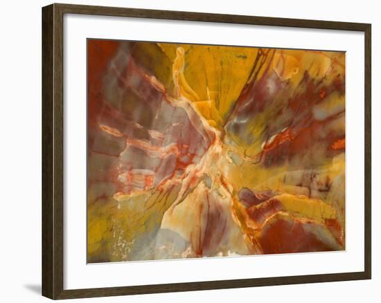 Cross-Section of Petrified Wood-Kevin Schafer-Framed Photographic Print