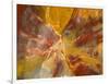 Cross-Section of Petrified Wood-Kevin Schafer-Framed Photographic Print