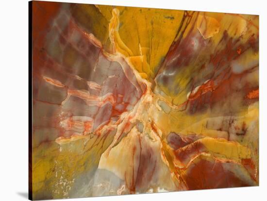 Cross-Section of Petrified Wood-Kevin Schafer-Stretched Canvas