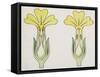 Cross-Section of Primula, Short-Styled and Long-Styled-null-Framed Stretched Canvas