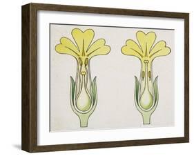 Cross-Section of Primula, Short-Styled and Long-Styled-null-Framed Giclee Print