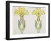 Cross-Section of Primula, Short-Styled and Long-Styled-null-Framed Giclee Print