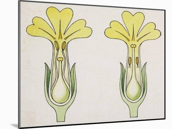 Cross-Section of Primula, Short-Styled and Long-Styled-null-Mounted Giclee Print