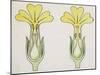 Cross-Section of Primula, Short-Styled and Long-Styled-null-Mounted Giclee Print