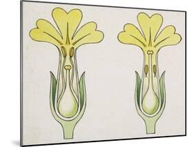 Cross-Section of Primula, Short-Styled and Long-Styled-null-Mounted Giclee Print