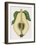 Cross-Section of Quince Fruit (Cydonia Vulgaris), Rosaceae-null-Framed Giclee Print