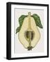 Cross-Section of Quince Fruit (Cydonia Vulgaris), Rosaceae-null-Framed Giclee Print