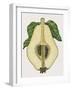 Cross-Section of Quince Fruit (Cydonia Vulgaris), Rosaceae-null-Framed Giclee Print