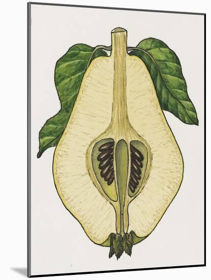 Cross-Section of Quince Fruit (Cydonia Vulgaris), Rosaceae-null-Mounted Giclee Print