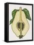 Cross-Section of Quince Fruit (Cydonia Vulgaris), Rosaceae-null-Framed Stretched Canvas