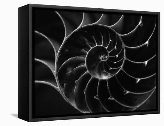 Cross Section of Sea Shell-Henry Horenstein-Framed Stretched Canvas