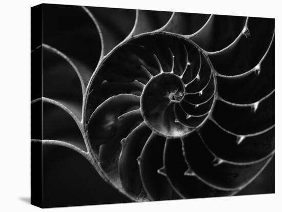 Cross Section of Sea Shell-Henry Horenstein-Stretched Canvas