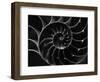 Cross Section of Sea Shell-Henry Horenstein-Framed Premium Photographic Print