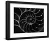 Cross Section of Sea Shell-Henry Horenstein-Framed Premium Photographic Print