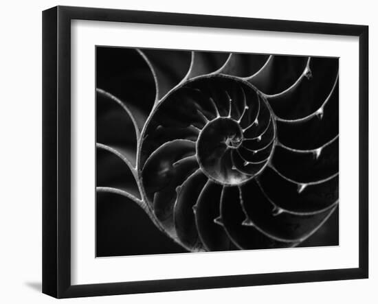 Cross Section of Sea Shell-Henry Horenstein-Framed Premium Photographic Print