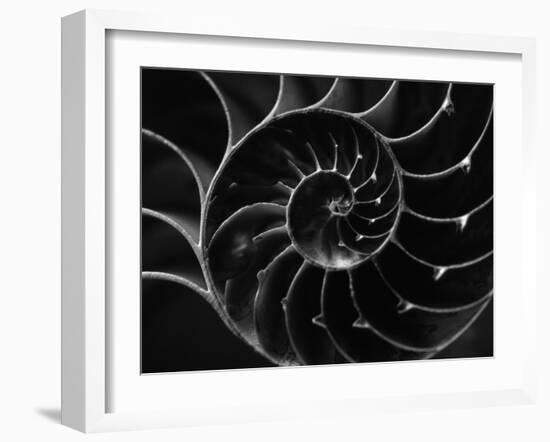 Cross Section of Sea Shell-Henry Horenstein-Framed Premium Photographic Print