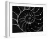 Cross Section of Sea Shell-Henry Horenstein-Framed Premium Photographic Print