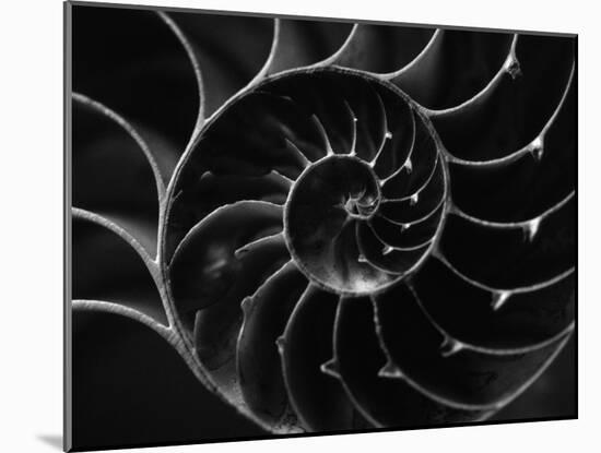 Cross Section of Sea Shell-Henry Horenstein-Mounted Premium Photographic Print