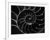 Cross Section of Sea Shell-Henry Horenstein-Framed Photographic Print