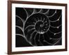 Cross Section of Sea Shell-Henry Horenstein-Framed Photographic Print