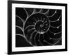 Cross Section of Sea Shell-Henry Horenstein-Framed Photographic Print