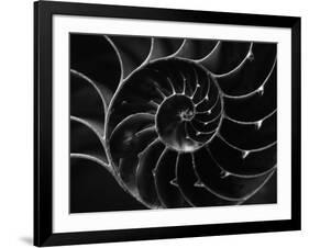 Cross Section of Sea Shell-Henry Horenstein-Framed Photographic Print