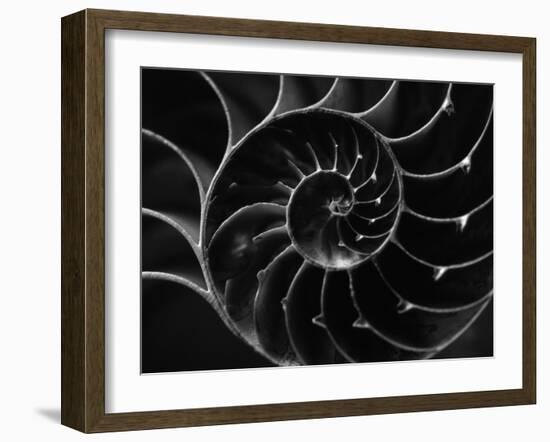 Cross Section of Sea Shell-Henry Horenstein-Framed Photographic Print