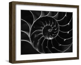 Cross Section of Sea Shell-Henry Horenstein-Framed Photographic Print