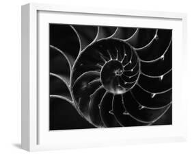 Cross Section of Sea Shell-Henry Horenstein-Framed Photographic Print