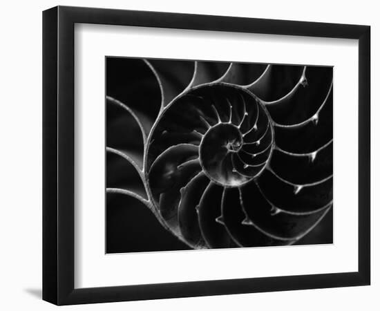 Cross Section of Sea Shell-Henry Horenstein-Framed Photographic Print