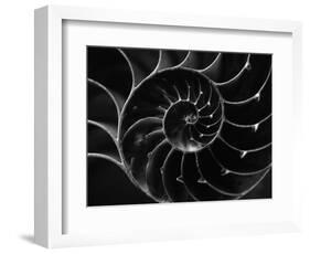 Cross Section of Sea Shell-Henry Horenstein-Framed Photographic Print