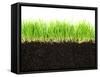 Cross-Section of Soil and Grass Isolated on White Background-viperagp-Framed Stretched Canvas