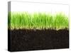 Cross-Section of Soil and Grass Isolated on White Background-viperagp-Stretched Canvas