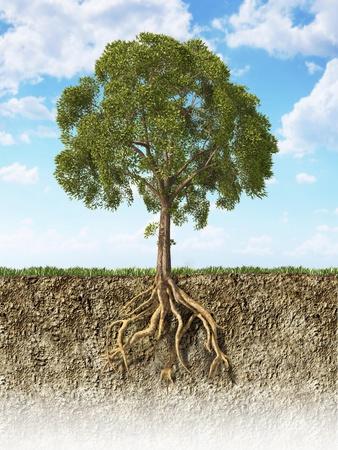 https://imgc.allpostersimages.com/img/posters/cross-section-of-soil-showing-a-tree-with-its-roots_u-L-PN8RC30.jpg?artPerspective=n