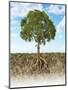 Cross Section of Soil Showing a Tree with its Roots-null-Mounted Art Print