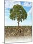 Cross Section of Soil Showing a Tree with its Roots-null-Mounted Art Print