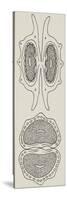 Cross-Section of Sweet Fennel Fruit (Foeniculum Vulgare) and Garden Angelica-null-Stretched Canvas