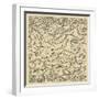 Cross-Section of Thallus (Vegetative Tissue), Collema Pulposum Lichen-null-Framed Giclee Print