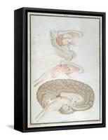 Cross-Section of the Brain, from 'Traite D'Anatomie Et De Physiologie' by Felix Vicq D'Azyr-Alexandre Briceau-Framed Stretched Canvas