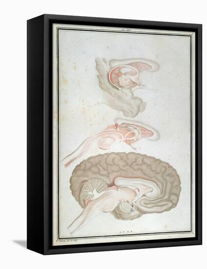 Cross-Section of the Brain, from 'Traite D'Anatomie Et De Physiologie' by Felix Vicq D'Azyr-Alexandre Briceau-Framed Stretched Canvas