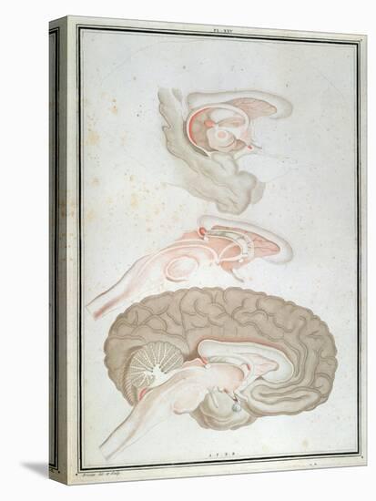 Cross-Section of the Brain, from 'Traite D'Anatomie Et De Physiologie' by Felix Vicq D'Azyr-Alexandre Briceau-Stretched Canvas