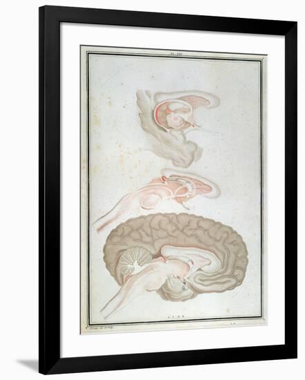 Cross-Section of the Brain, from 'Traite D'Anatomie Et De Physiologie' by Felix Vicq D'Azyr-Alexandre Briceau-Framed Giclee Print