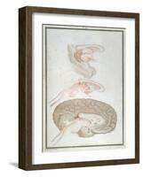 Cross-Section of the Brain, from 'Traite D'Anatomie Et De Physiologie' by Felix Vicq D'Azyr-Alexandre Briceau-Framed Giclee Print