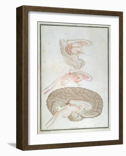 Cross-Section of the Brain, from 'Traite D'Anatomie Et De Physiologie' by Felix Vicq D'Azyr-Alexandre Briceau-Framed Giclee Print