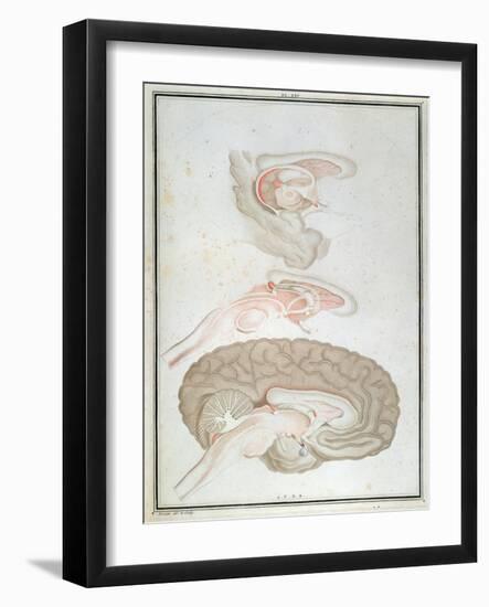 Cross-Section of the Brain, from 'Traite D'Anatomie Et De Physiologie' by Felix Vicq D'Azyr-Alexandre Briceau-Framed Giclee Print